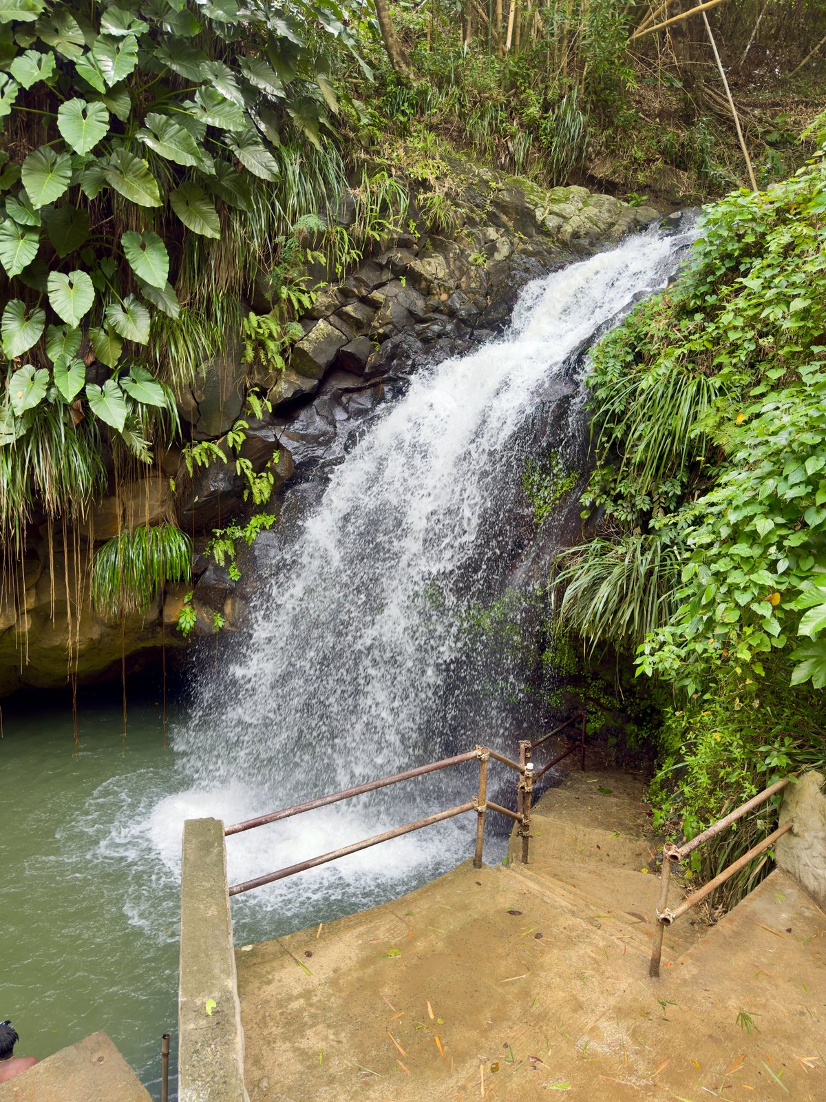 Annandale Falls in the rainforest